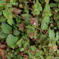 Pogostemon hirsutus Benth.